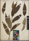 Foto von Salix fragilis L.